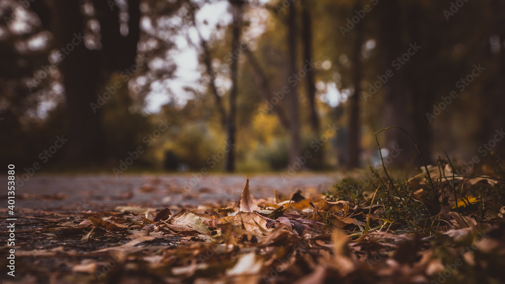 autumn in the forest autumn in the forest