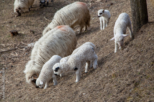 Young lambs with their mothers