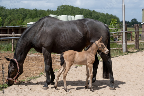 Young newly born yellow foal stands together with its brown mother. At the farm