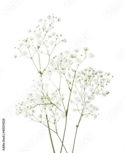 Few twigs with small white flowers of Gypsophila (Baby's-breath)  isolated on white background. © Antonel