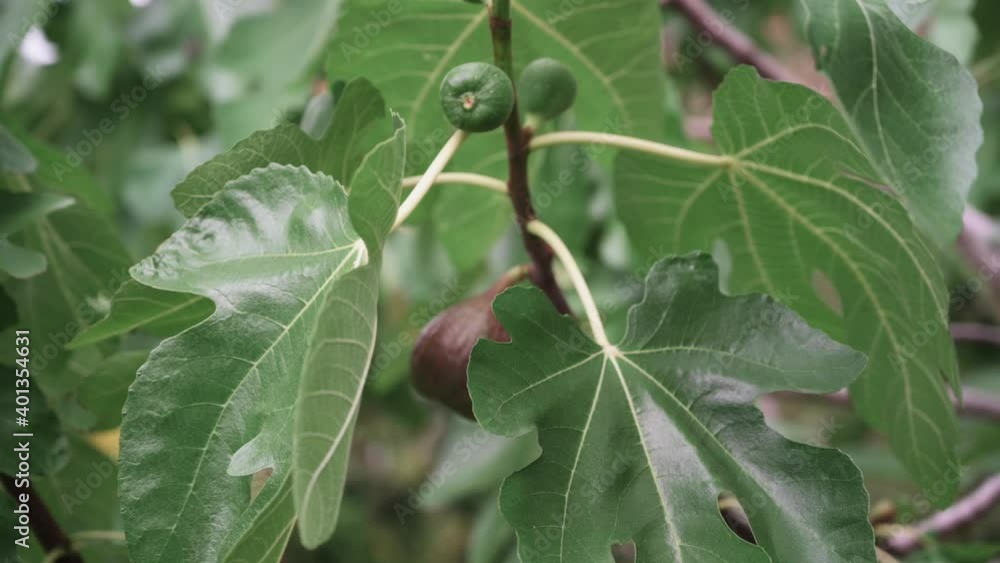 A closeup of ripening figs on a tree branch in a garden shot in 4K A closeup of ripening figs on a tree branch in a garden shot in 4K