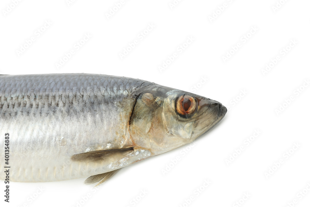 Fresh herring fish isolated on white background Fresh herring fish isolated on white background