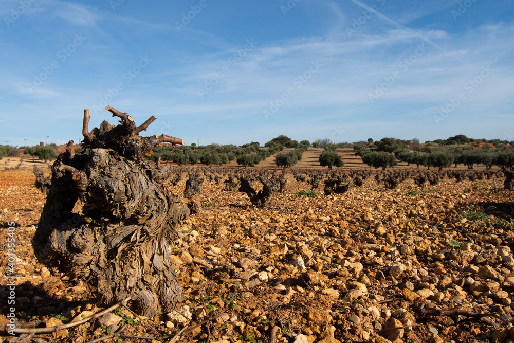 Paisaje de viñedo de la Comunidad de Madrid