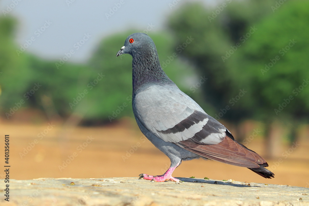 Obraz premium A pigeon stands in the open