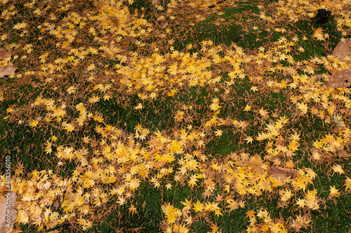 緑の絨毯の上に黄色く紅葉した落ち葉がいっぱい