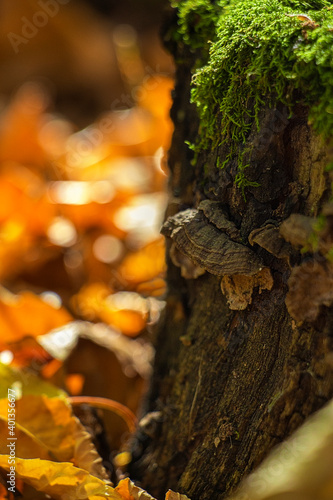 moss on a stump in the autumn forest