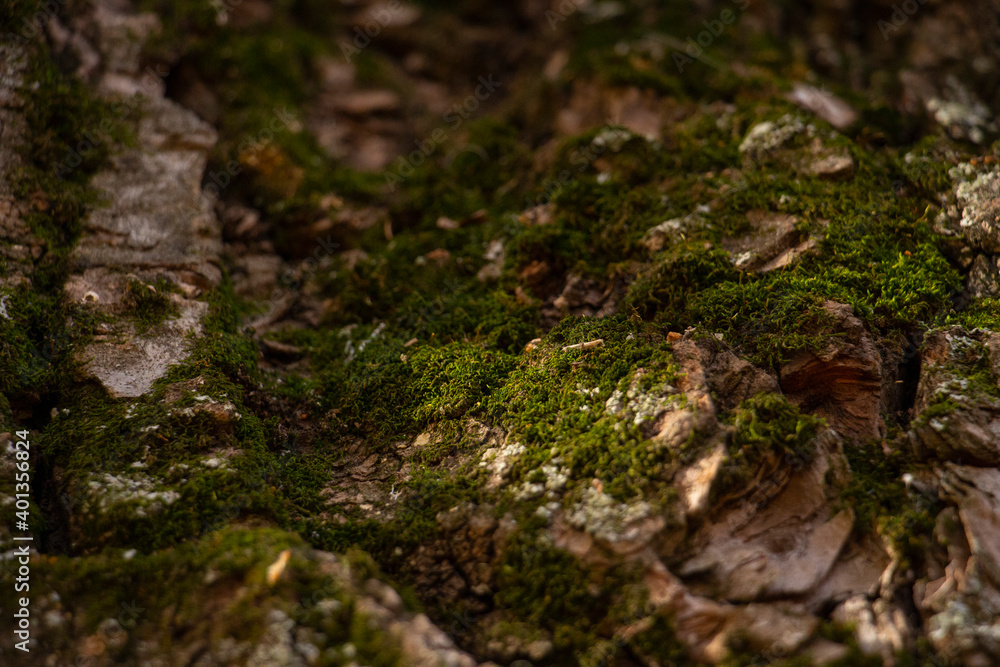 moss on the bark of an old oak tree