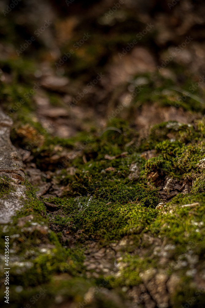 moss on the bark of an old oak tree