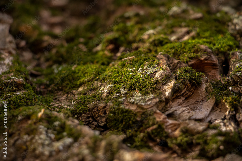 moss on the bark of an old oak tree moss on the bark of an old oak tree