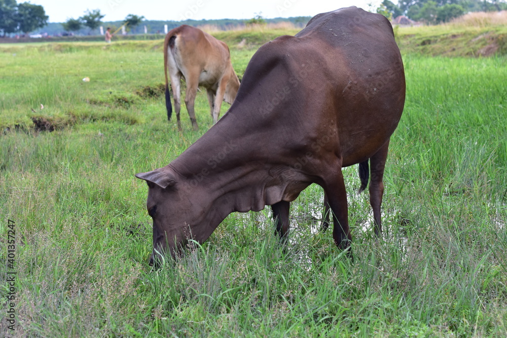 Black cow standing in green field with tall grass and eating grass at farmland in Indonesia Black cow standing in green field with tall grass and eating grass at farmland in Indonesia