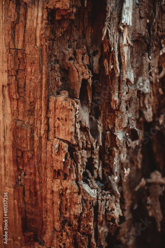 a tree trunk eaten by termites