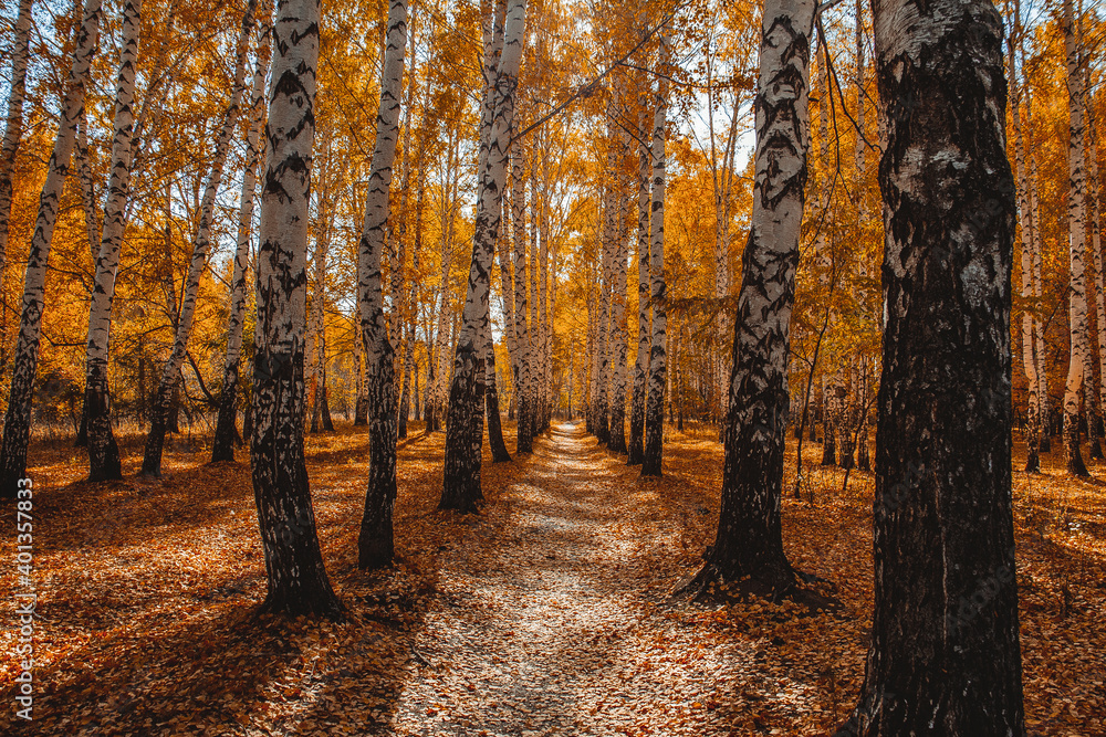 Obraz premium tunnel of birch trees in the autumn forest far beyond the city