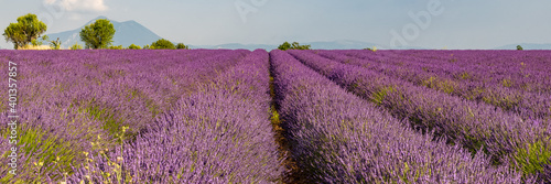 Lavender field in Provence, colorful landscape in spring
