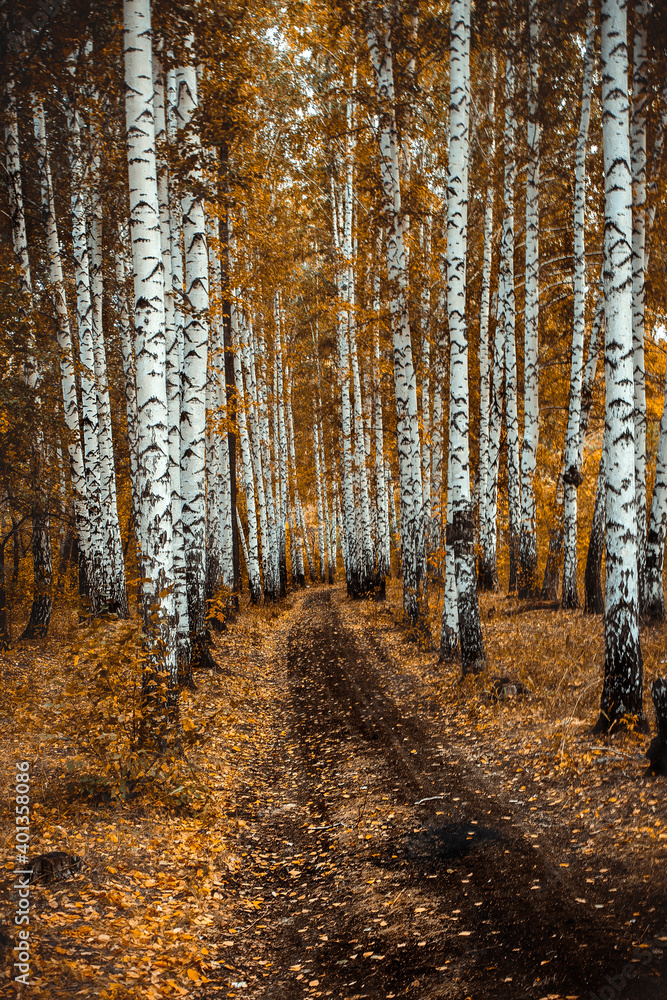 tunnel of birch trees in the autumn forest far beyond the city tunnel of birch trees in the autumn forest far beyond the city