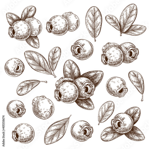 Hand drawn ink blueberries with leaves isolated on white. set of forest bilberries sketch. vector illustration. graphics elements in vintage style. berry, leaf, plant engraved collection for design.
