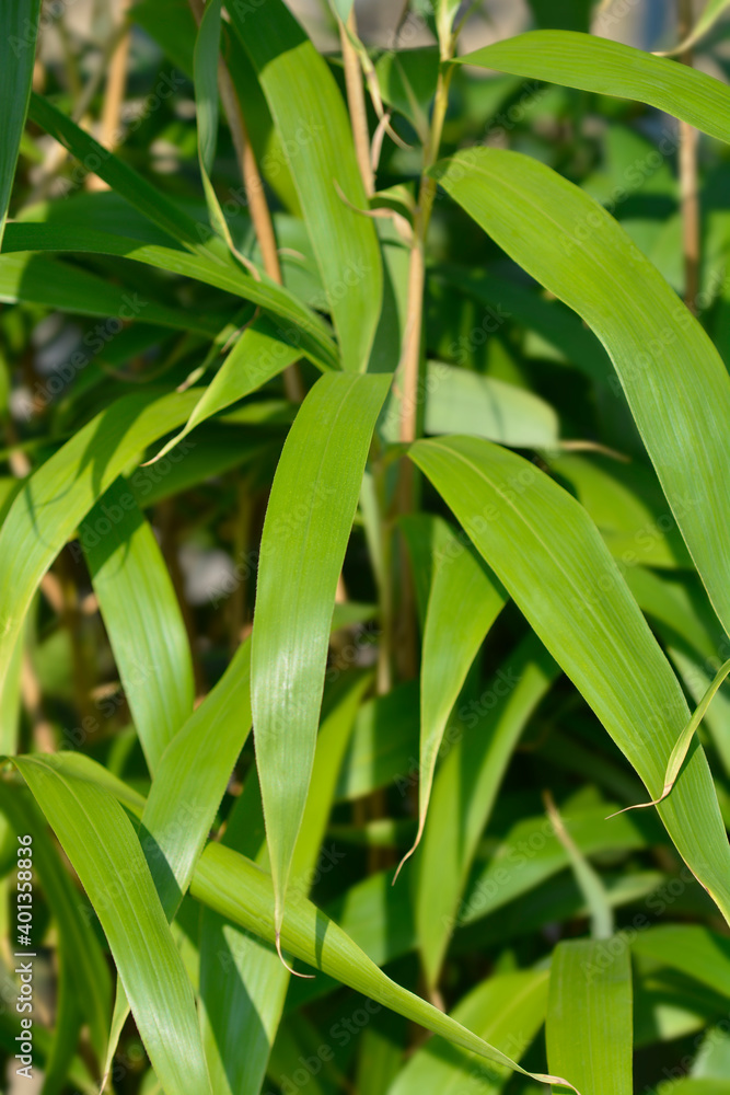 Arrow bamboo Arrow bamboo