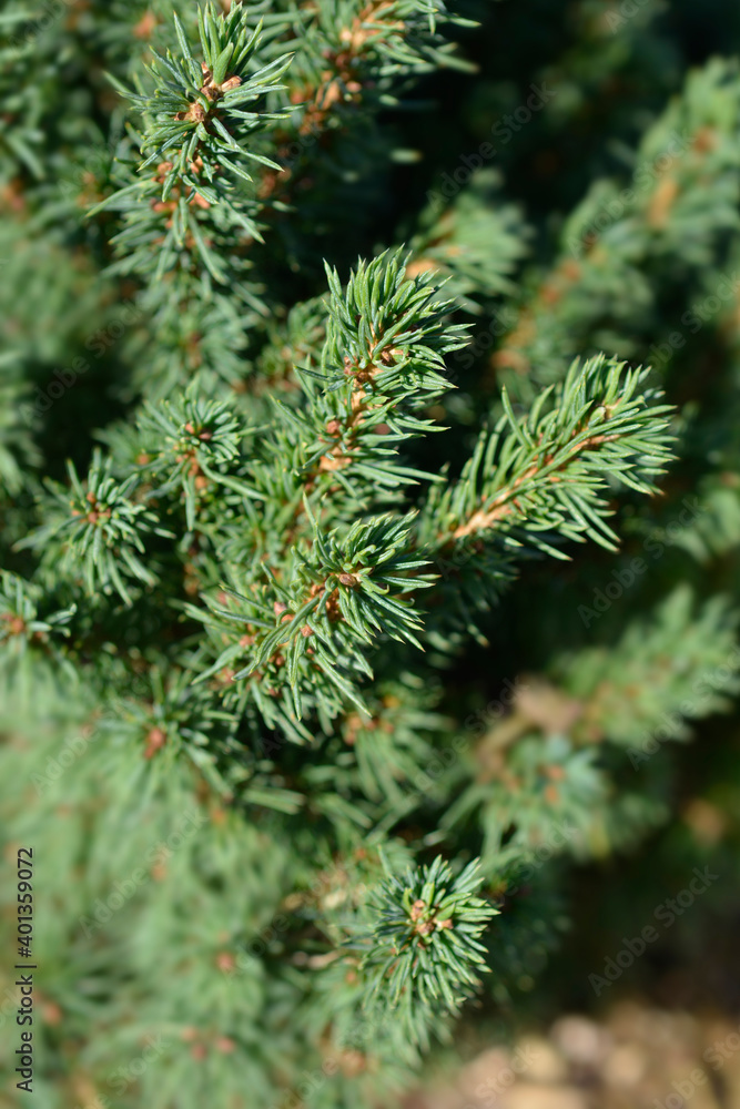 White spruce Alberta Globe