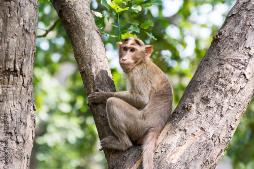 An Indian monkey (Indian macaques, bonnet macaques) sitting at tree branch with funny expression © zz3701