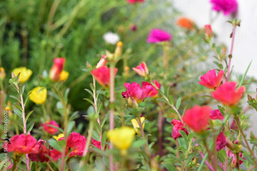 Beautiful flower in the garden.  Common Purslane, Common Purslane field. Flowers are lighted up the sun in the morning.