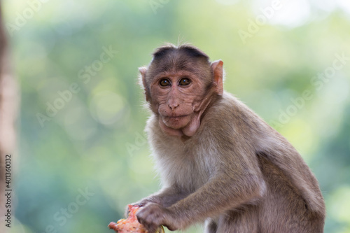 An Indian monkey (Indian macaques, bonnet macaques) eating food with its hand © zz3701