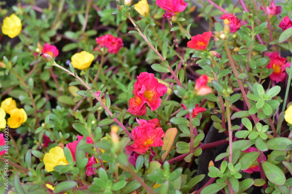 Beautiful flower in the garden.  Common Purslane, Common Purslane field. Flowers are lighted up the sun in the morning.