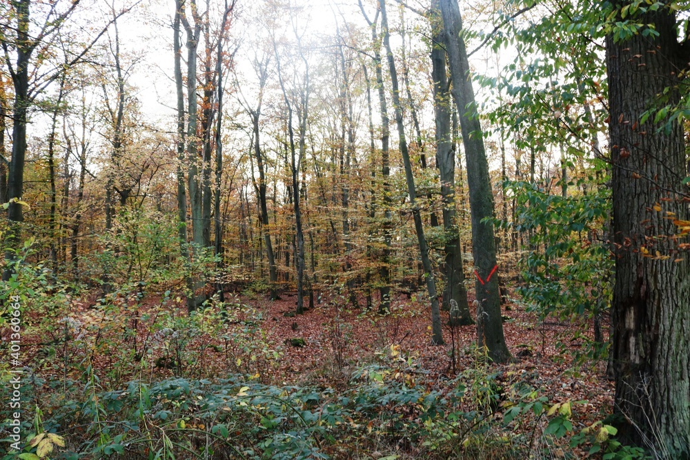 Obraz premium Viernheimer Herbstwald