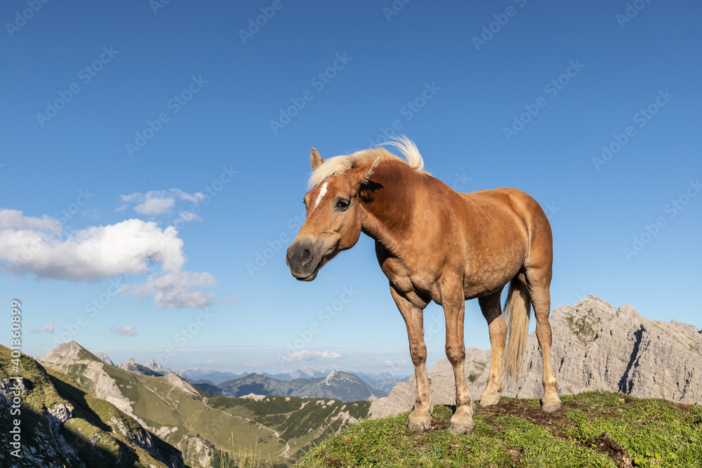 Fototapeta premium Perd in der Höhe