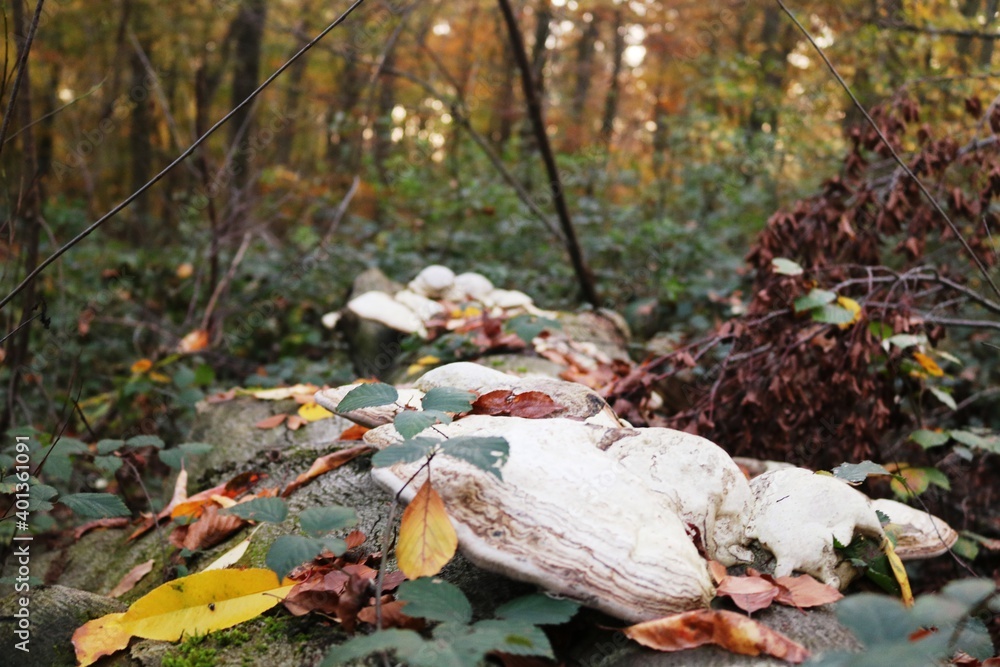 Obraz premium Viernheimer Herbstwald