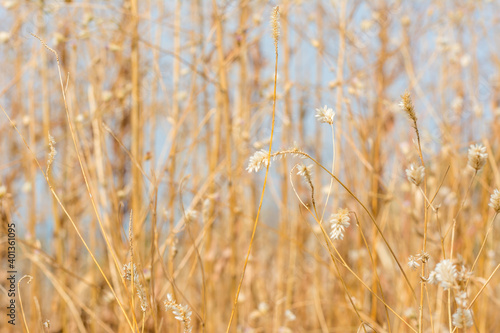 Dry grass flowers  in autumn on the top of mountains of Sanjay Gandhi National Park, Mumbai, India photo