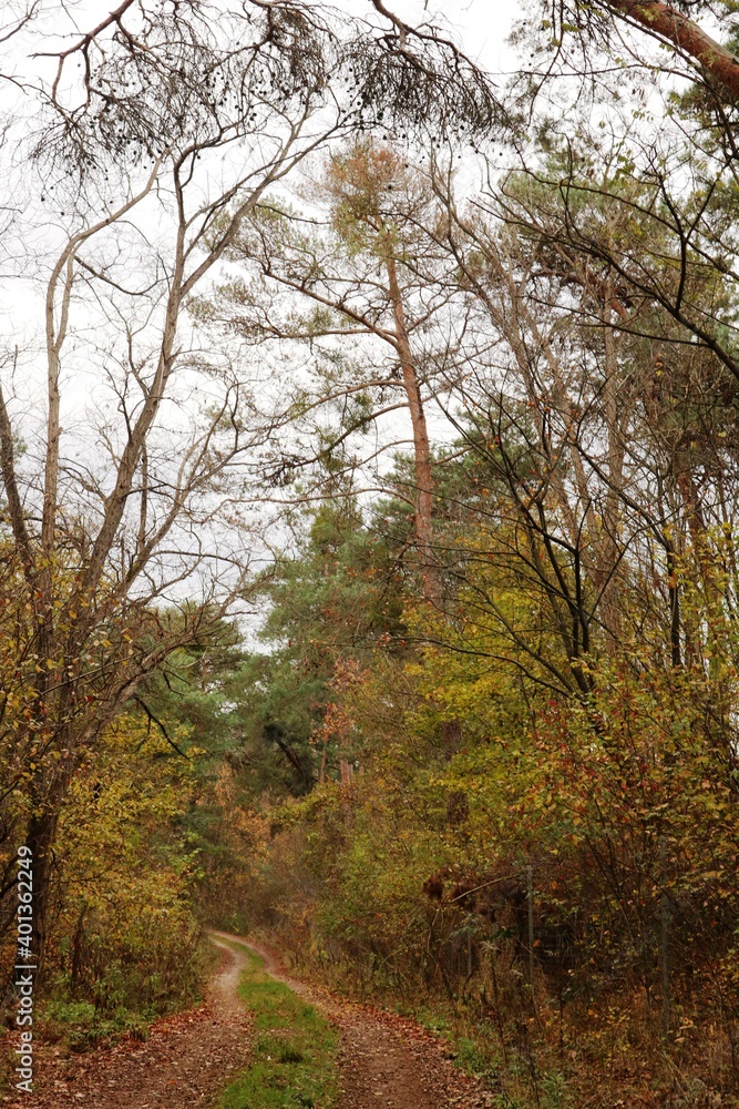 Viernheimer Herbstwald