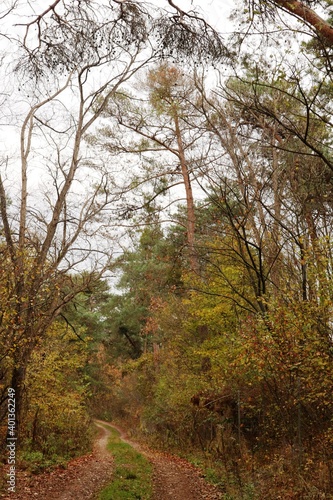 Viernheimer Herbstwald