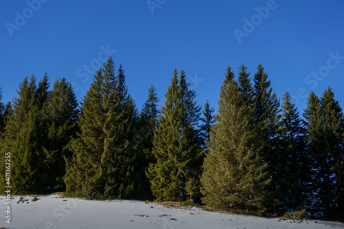 pinetrees and beautiful blue sky while hiking in the winter