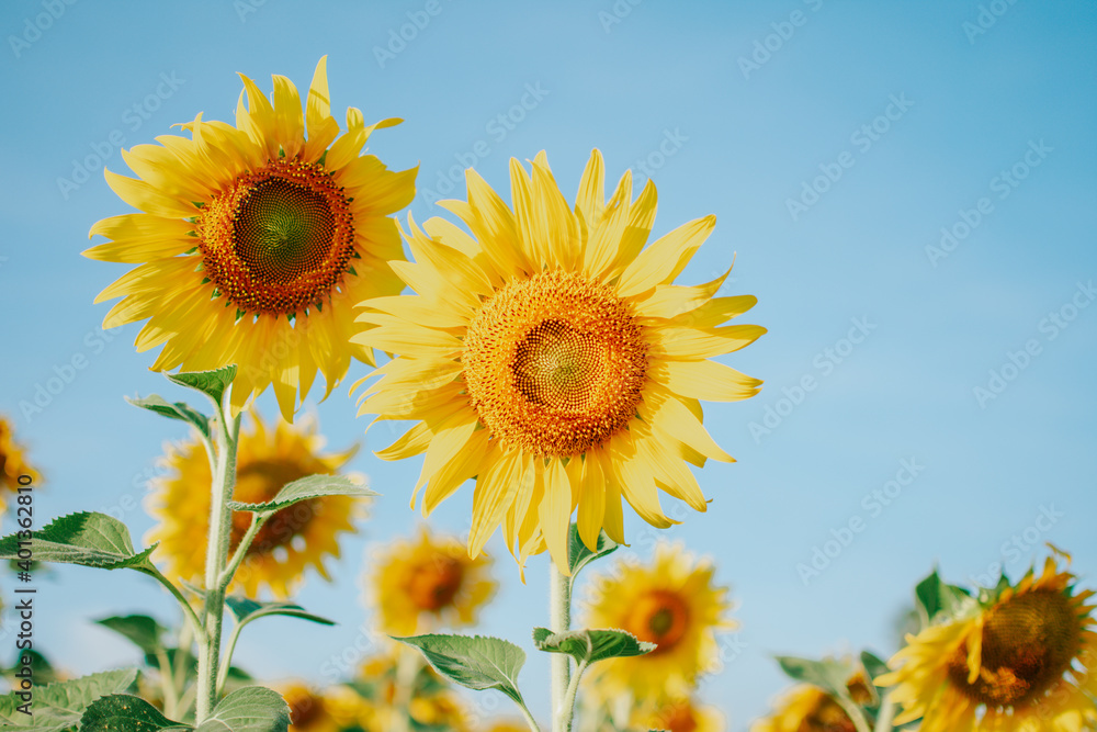 Close-up of natural sunflower. Beautiful sunflower background. Copy space for banner. Close-up of natural sunflower. Beautiful sunflower background. Copy space for banner.