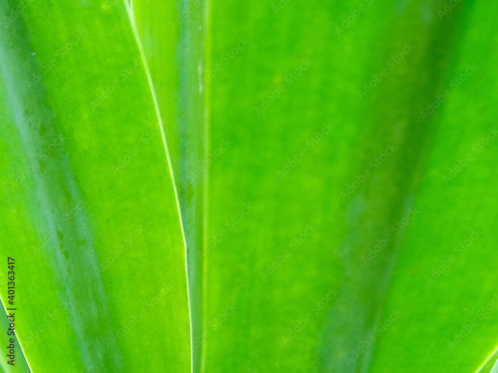 Green leaf decoration Abstract background Green leaf decoration Abstract background