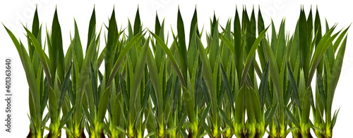 bulbilles d’agave sur fond blanc  photo