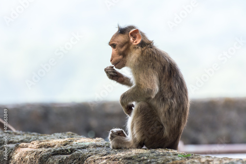 An Indian monkey  Indian macaques  bonnet macaques  eating food with its hand