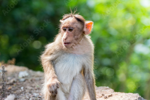 An Indian monkey (Indian macaques, bonnet macaques) sitting at the roof of an building © zz3701