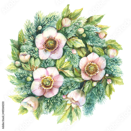 New Year and Christmas wreath. Hellebore flowers, buds and leaves, spruce branches. Vintage illustration, suitable for postcard, invitation, poster. Handmade watercolor in pink and emerald colors