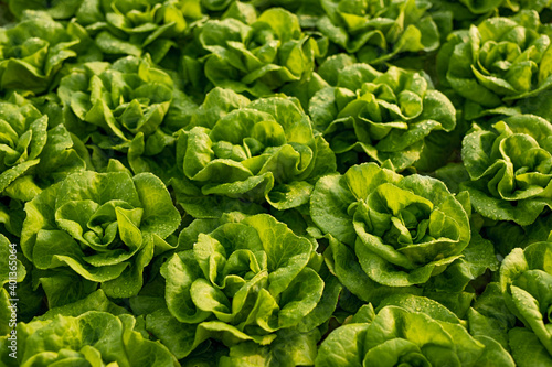 Fresh lettuce with green leaves