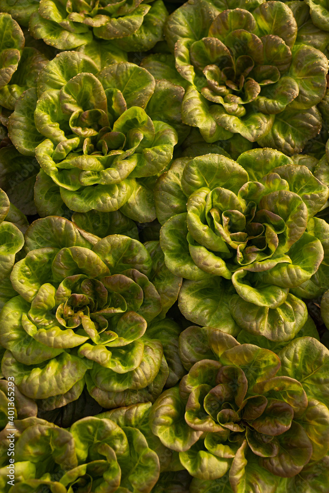 Bunch of raw lettuce in hothouse Bunch of raw lettuce in hothouse