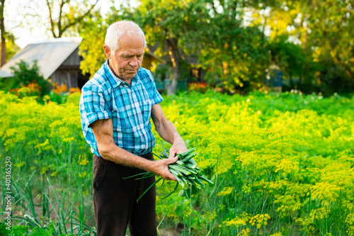 senior man farmer harvesting green onions in the vegetable garden in countryside