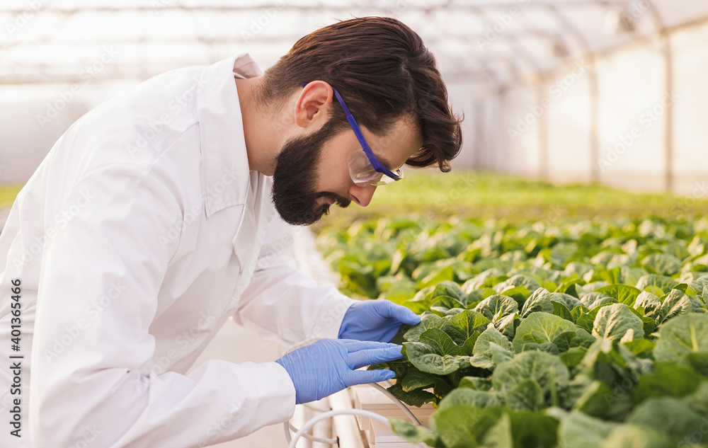 Bearded agronomist examining plants in greenhouse Bearded agronomist examining plants in greenhouse
