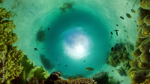 Underwater fish reef marine. Tropical colourful underwater seascape. Philippines.