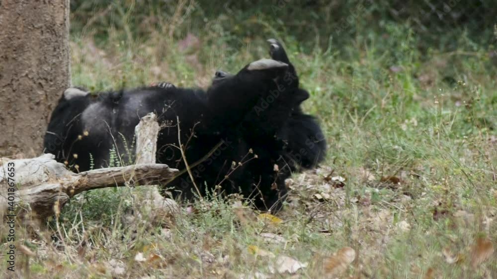 Asian black bear in the zoo. Bred to conserve the species. Asian black bear in the zoo. Bred to conserve the species.