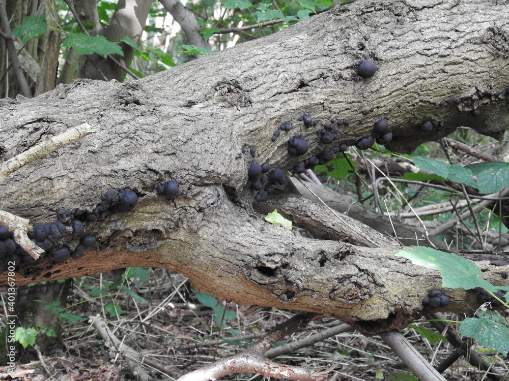 Fototapeta premium Black mushrooms on the tree