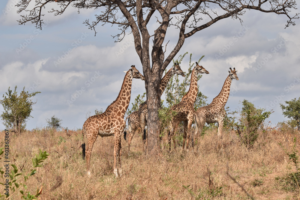 Obraz premium Several giraffes look out into the vast savannah