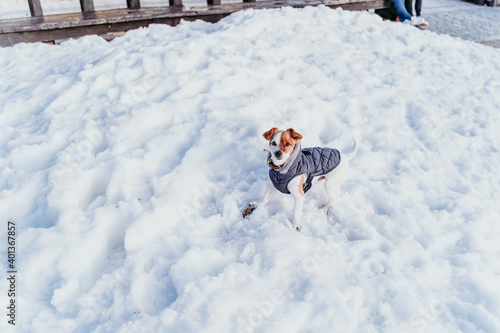 portrait outdoors of a beautiful jack russell dog at the snow wearing grey coat. winter season © Eva