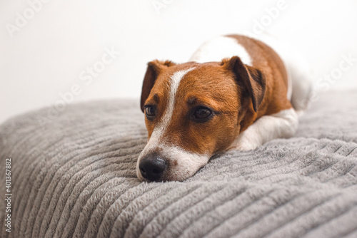 The dog is sad. Dog lying on the bed and looking at the camera. Jack Russell Terrier. Copy place © Valeriya