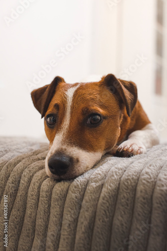 The dog is sad. Dog lying on the bed and looking at the camera. Jack Russell Terrier. Copy place