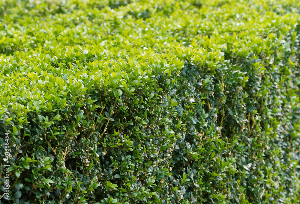 (Buxus sempervirens 'suffruticosa') Buchsbäume oder Einfassungs-Buchsbaum als Zierpflanzen in einem Garten (Buxus sempervirens 'suffruticosa') Buchsbäume oder Einfassungs-Buchsbaum als Zierpflanzen in einem Garten
